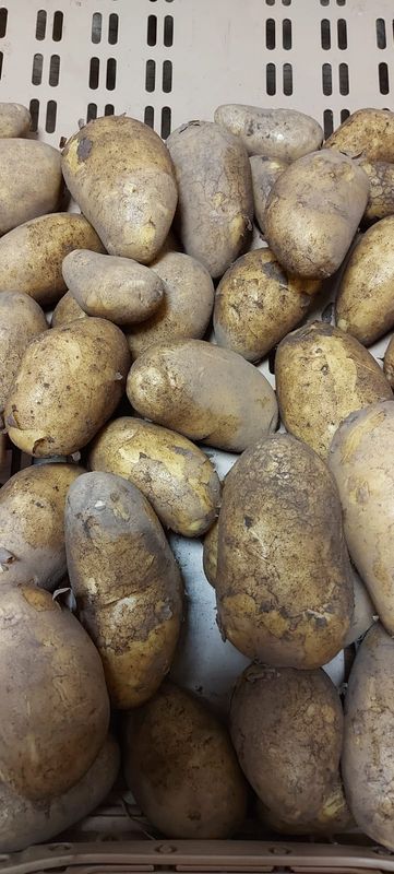 Kartoffeln Anabelle (neue Ernte)
