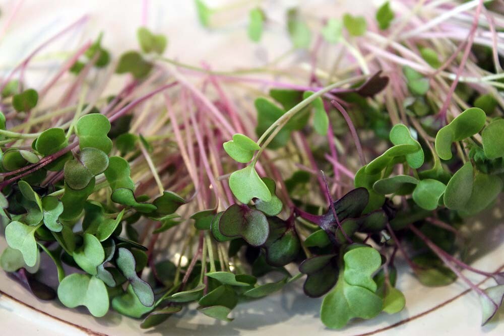 Microgreens Salad Mix