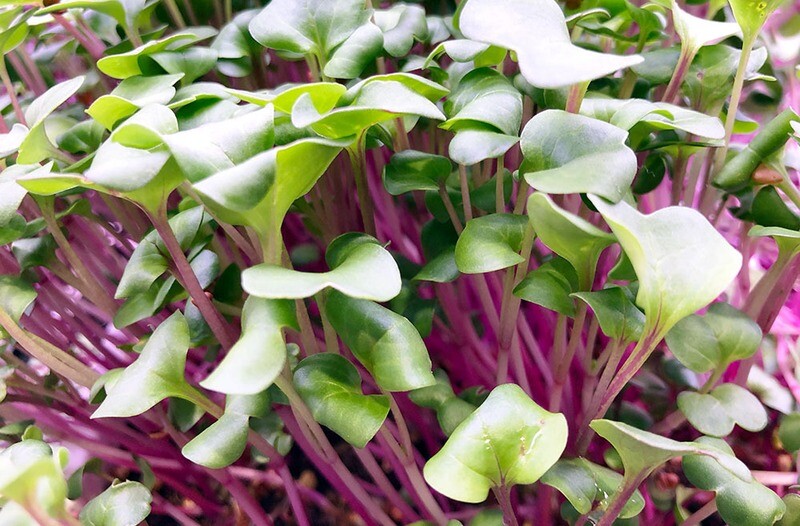 Microgreens Radish