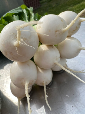 Turnips - Large White