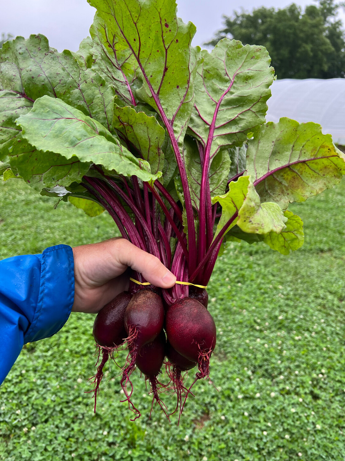 Beets