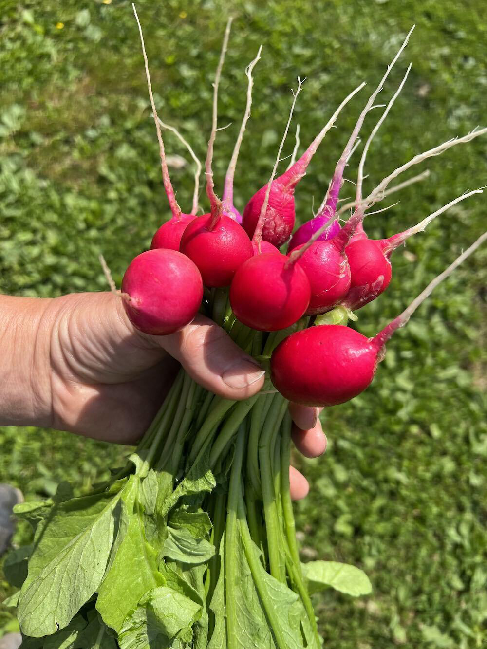Radish - Farmers Choice