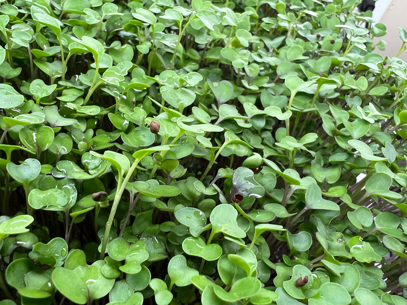 Microgreens - Farmer's Choice