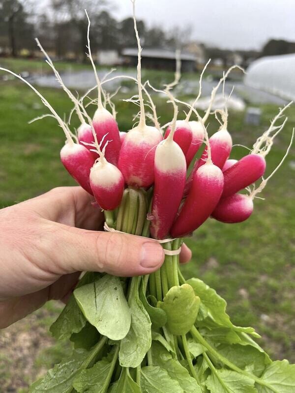 Radish - French Breakfast