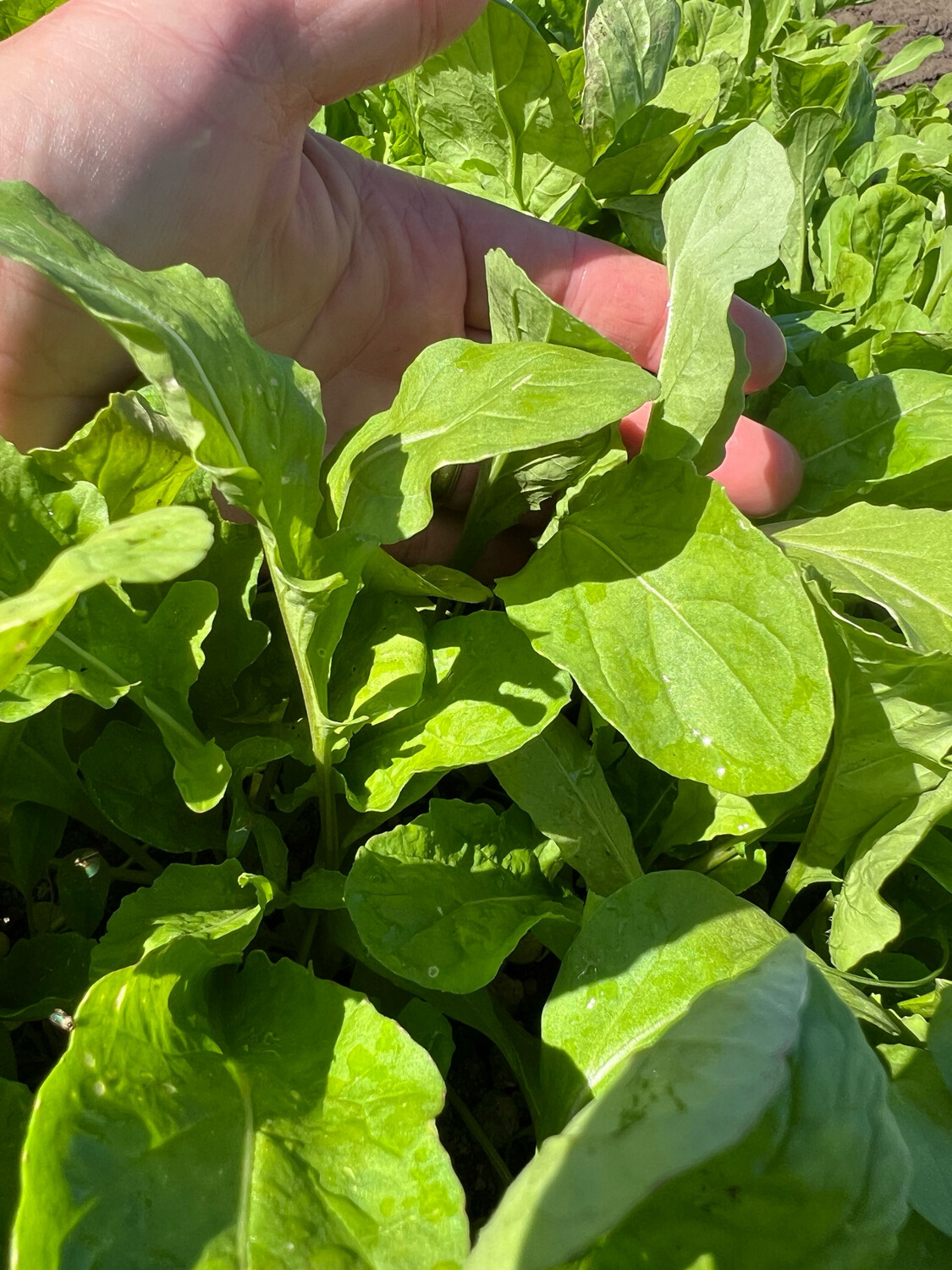 Arugula