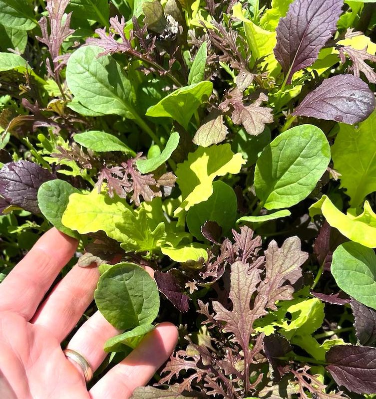 Power Mix! Baby Greens.