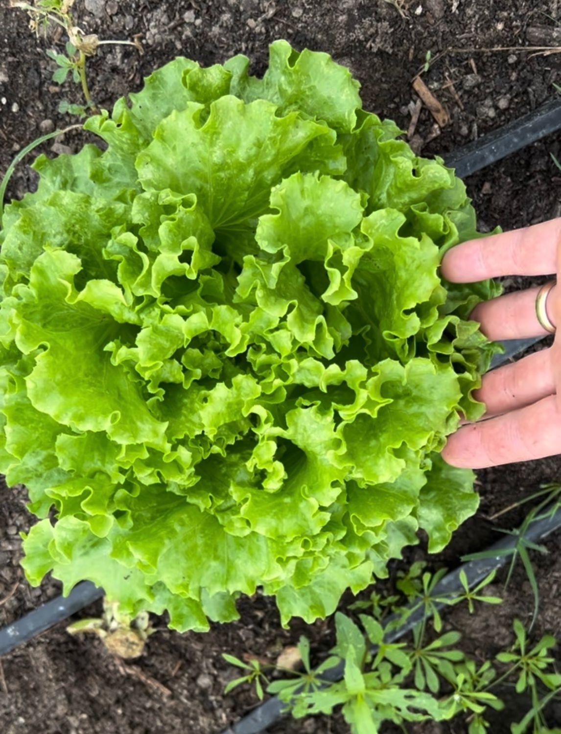 Green Head Lettuce