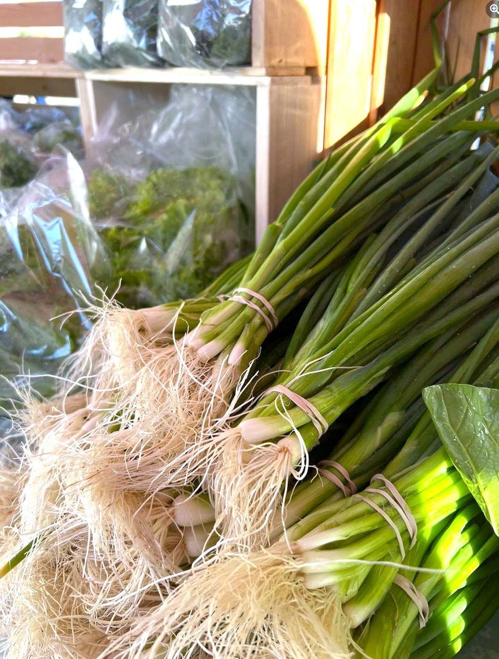 Green Onions (Scallions)