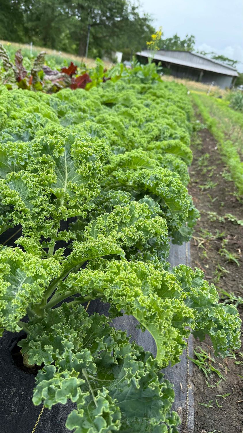 Kale