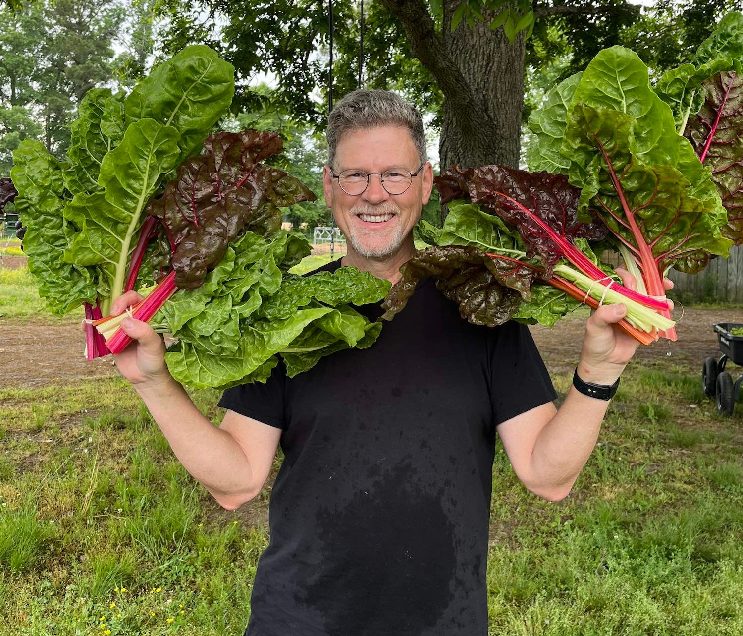 Swiss Chard