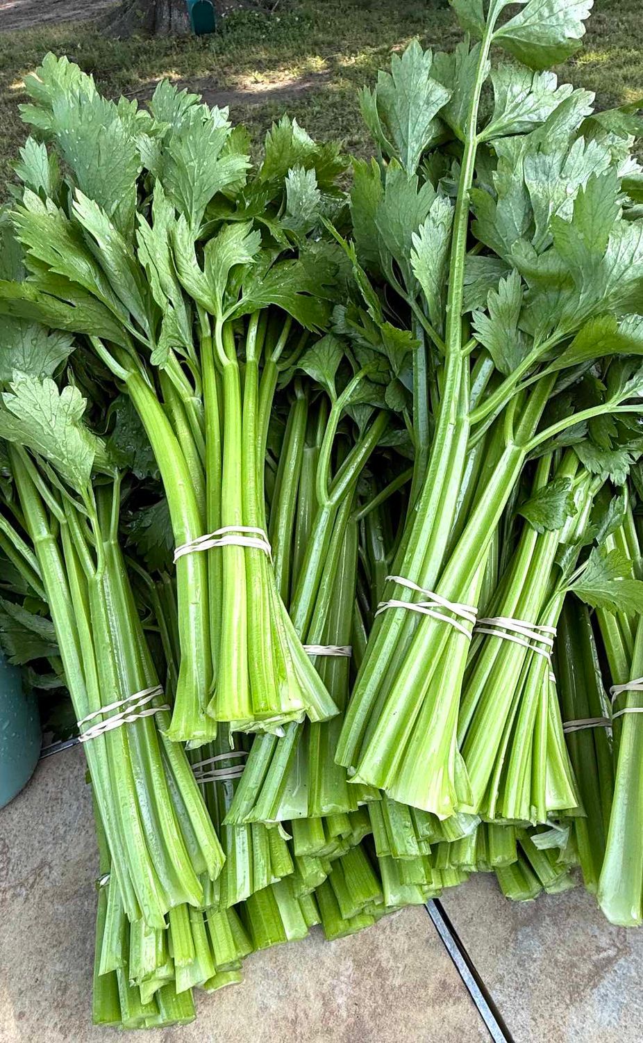 Celery