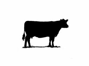 Beef - Grass Fed