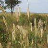 Rhodesgras/ Rhodesgrass - Katambora (Coated) 20KG