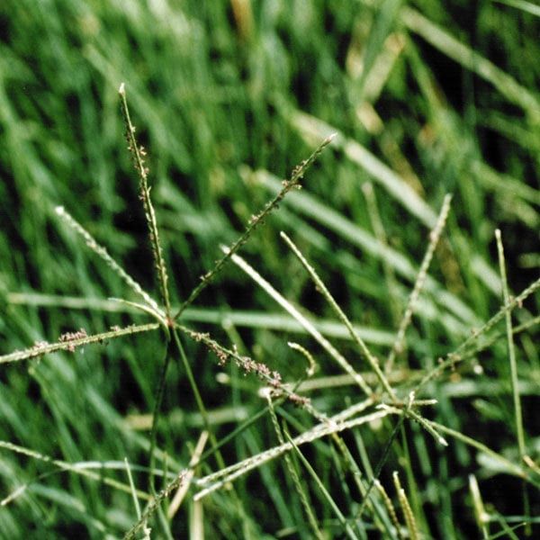 Cynodon dactylon Kweek/Bermuda Grass/ Couch Grass 25KG COATED - (Duplicate Imported from WooCommerce)