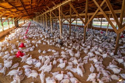 Broilers