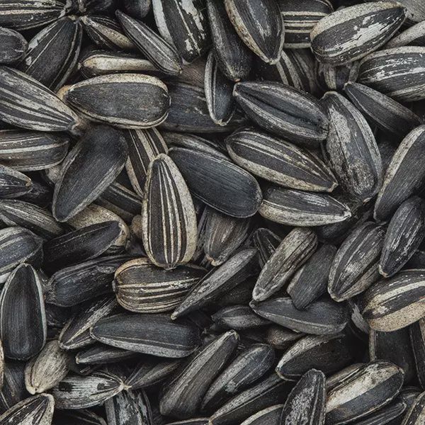 Juava Striped Sunflower 1KG