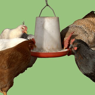 Animal Feeding & Other Equipment