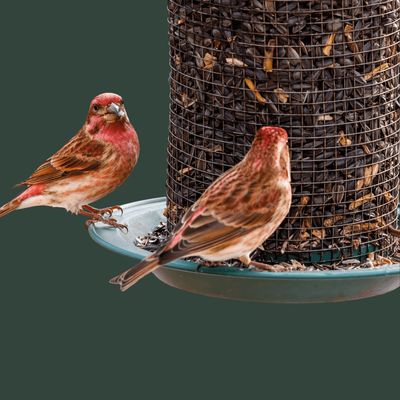 Birds