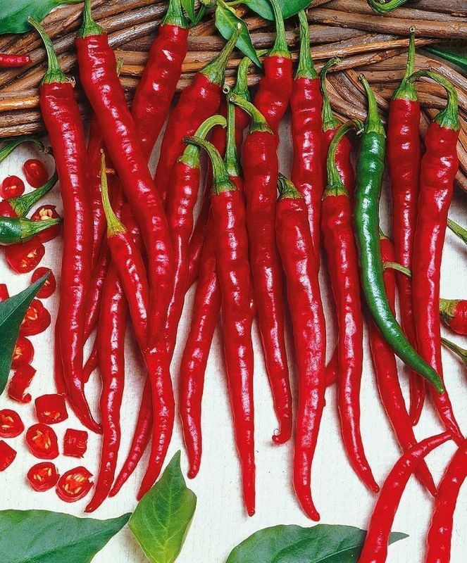 Chilli Lslim Cayenne (H) GRN to RED