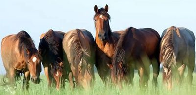 Horse