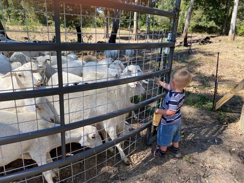 Animal Feed