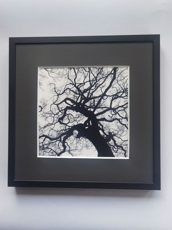 BAUMWIPFEL schwarz weiß  mit Passepartout im Alurahmen 21 x 21 cm