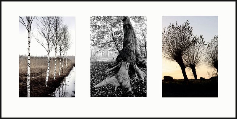 BAUM TRIO schwarz weiß  mit Passepartout im Holzrahmen 40 x 80 cm