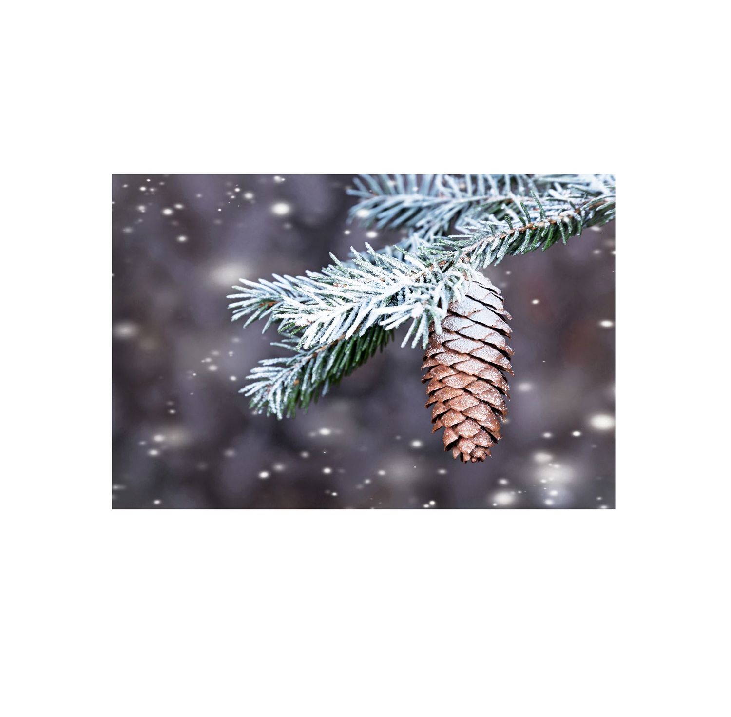 KISSEN ZAPFE AM WINTERZWEIG KISSEN 27 x 43 cm
