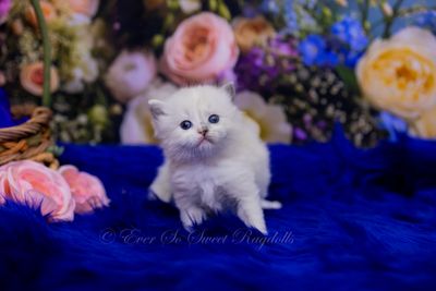 Lapis...Blue Mink Mitted Tortie. RESERVED