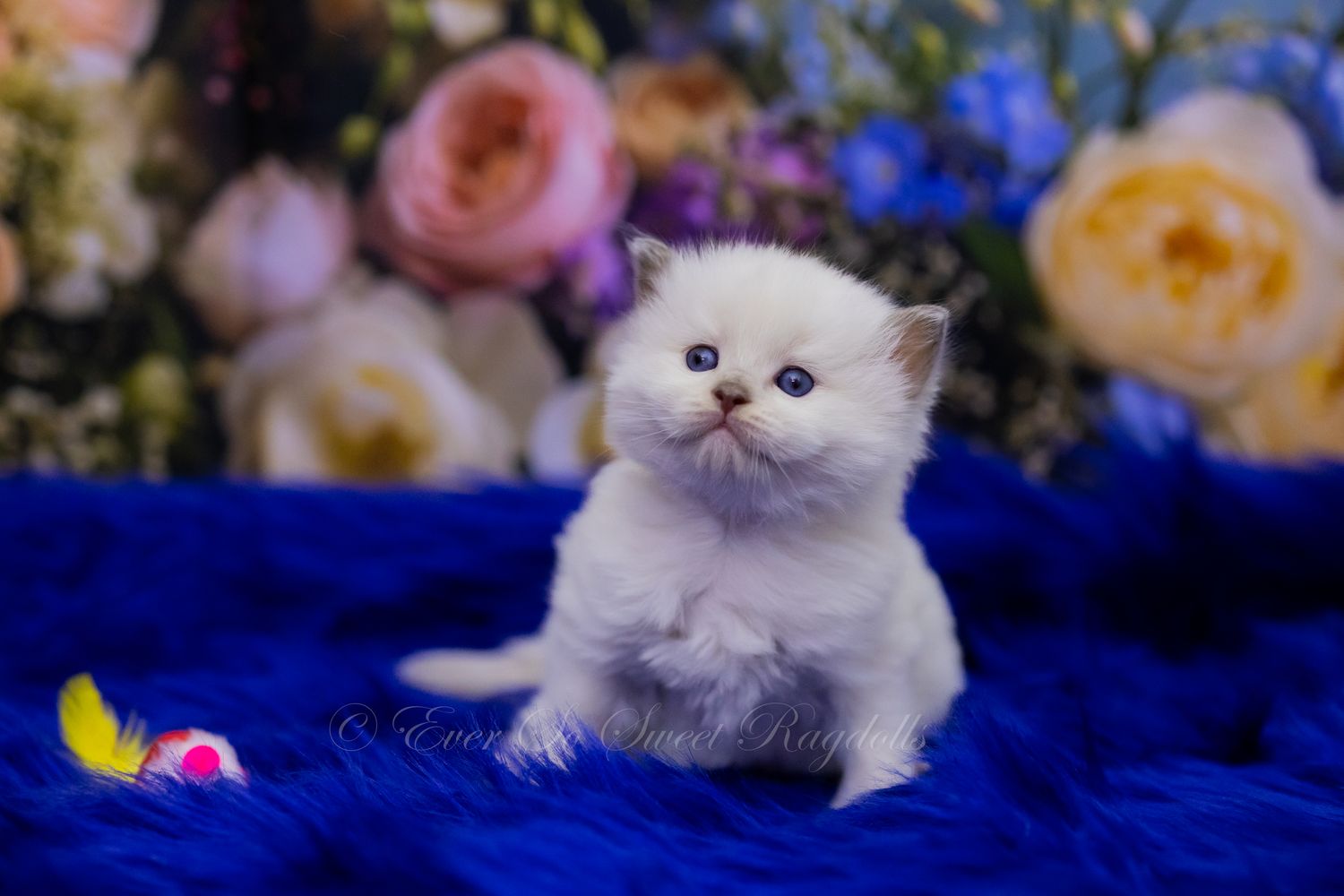 Peridot... Lilac Mink Colorpoint ( Reserved)