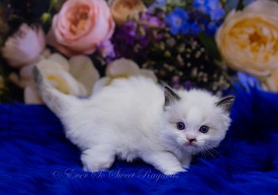 Milo....Traditional Seal Bicolor Male .... RESERVED