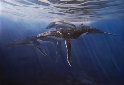 Humpbacks underwater