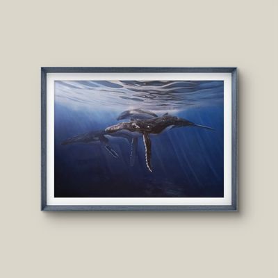 Humpbacks underwater