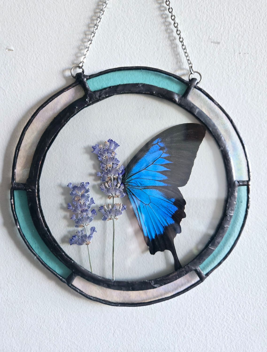 Ulysses Swallowtail Butterfly