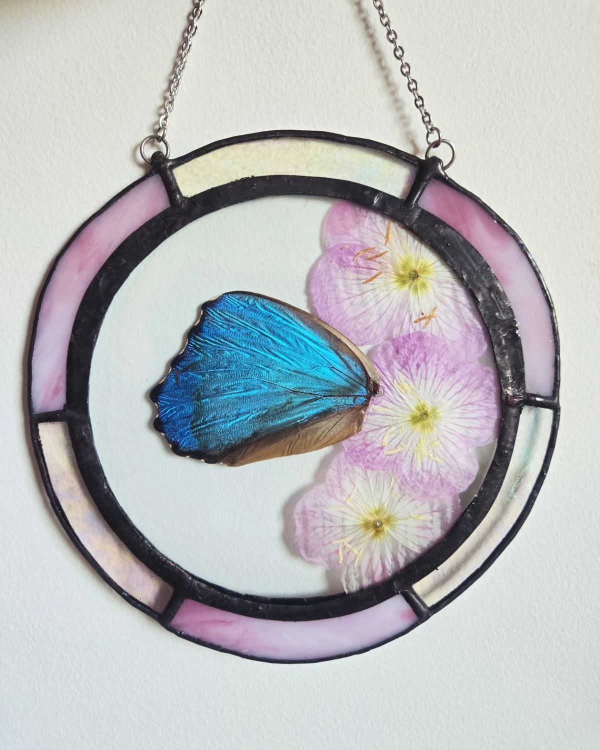 Blue Morpho Butterfly