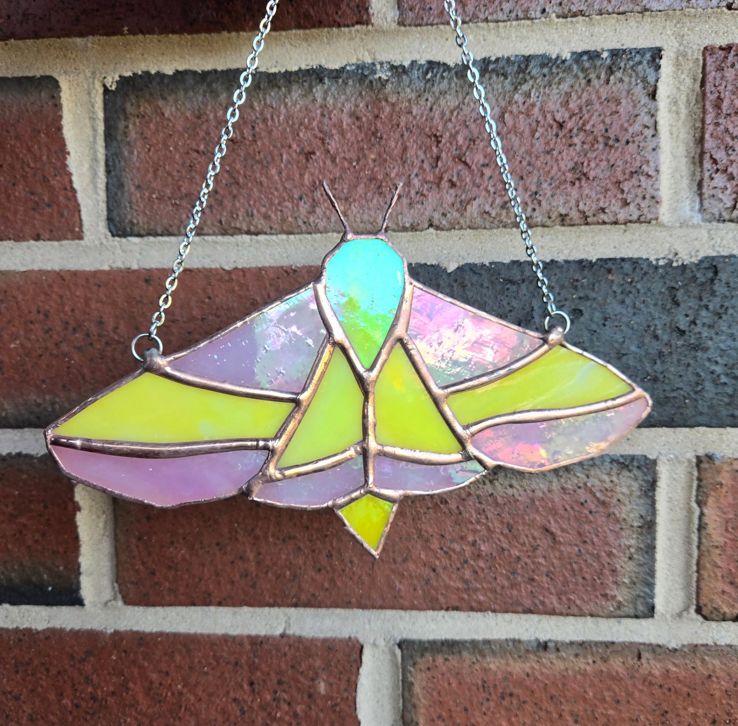 Rosy Maple Moth