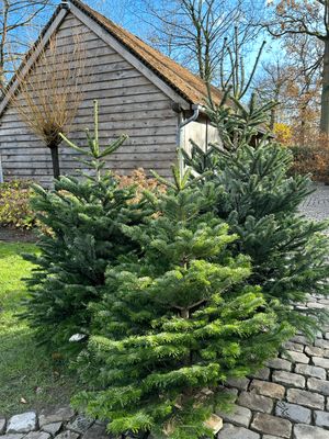 Nordmann kerstboom premium 120cm - 150cm