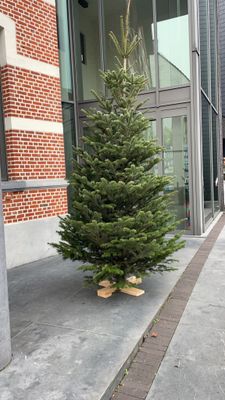 Nordmann kerstboom premium 250cm - 300cm
