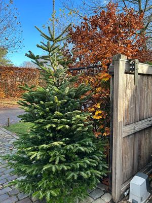 Nordmann kerstboom premium 180cm - 200cm