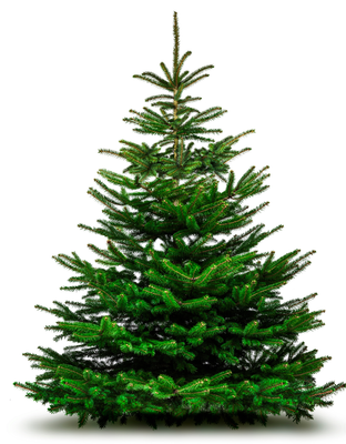 Nordmann kerstboom premium 250cm - 300cm