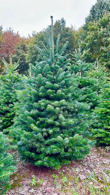 Nordmann kerstboom premium 200cm - 230cm