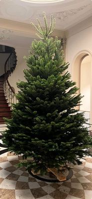 Nordmann kerstboom premium 300cm - 350cm OP AANVRAAG
