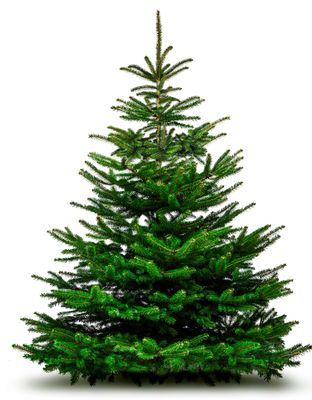 Nordmann kerstboom premium 180cm - 200cm