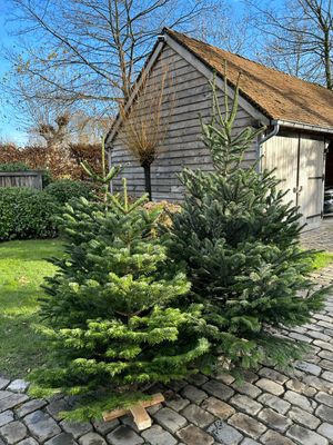 Nordmann kerstboom premium 150cm -180cm