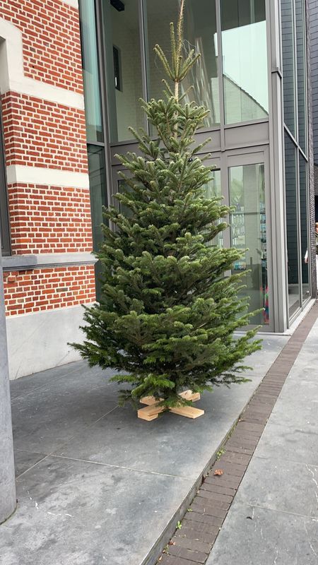 Nordmann kerstboom premium 250cm - 300cm
