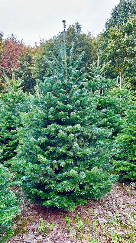 Nordmann kerstboom premium 200cm - 230cm