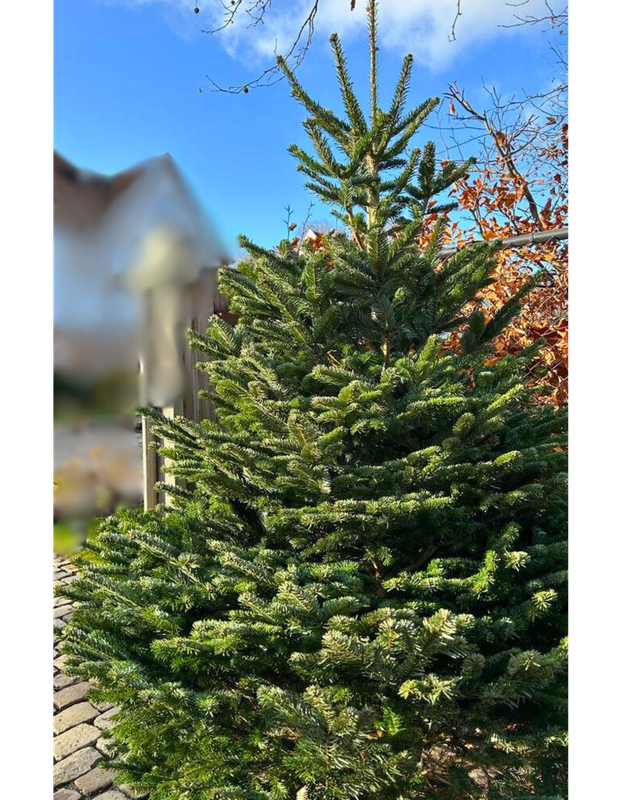Nordmann kerstboom premium 230cm - 250cm