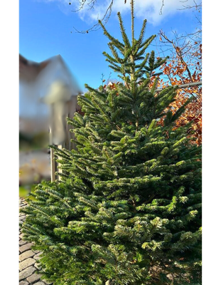Nordmann kerstboom premium 230cm - 250cm