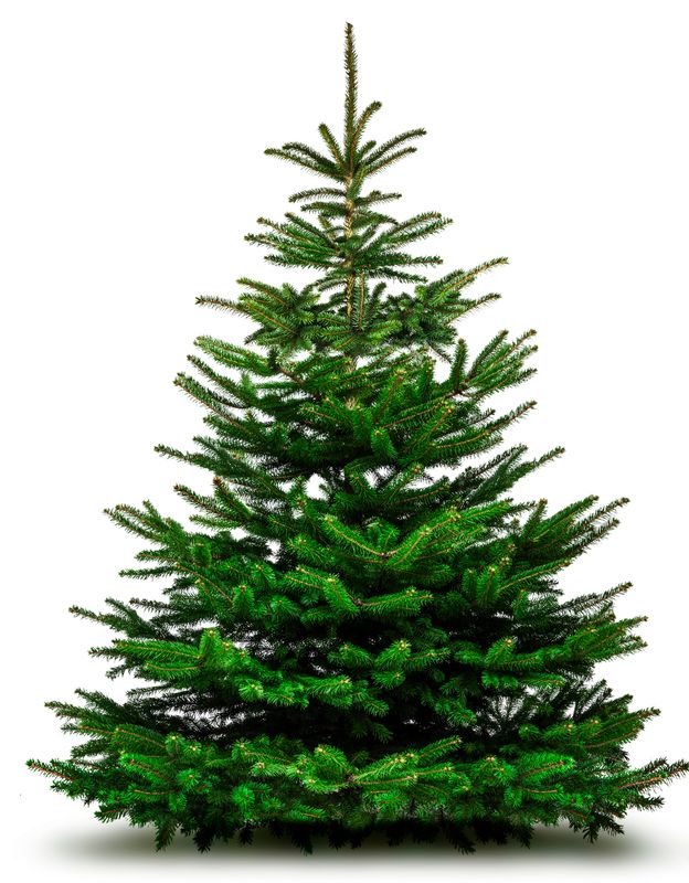 Nordmann kerstboom premium 300cm - 350cm