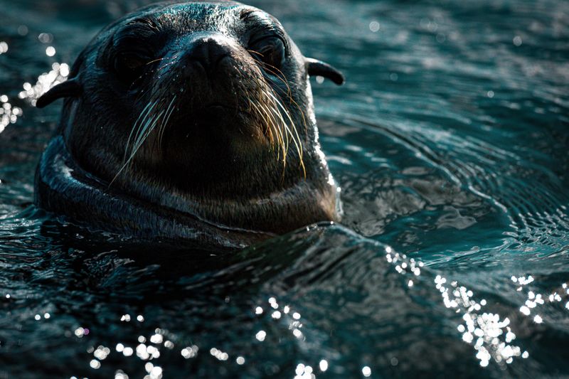 Seal Pup